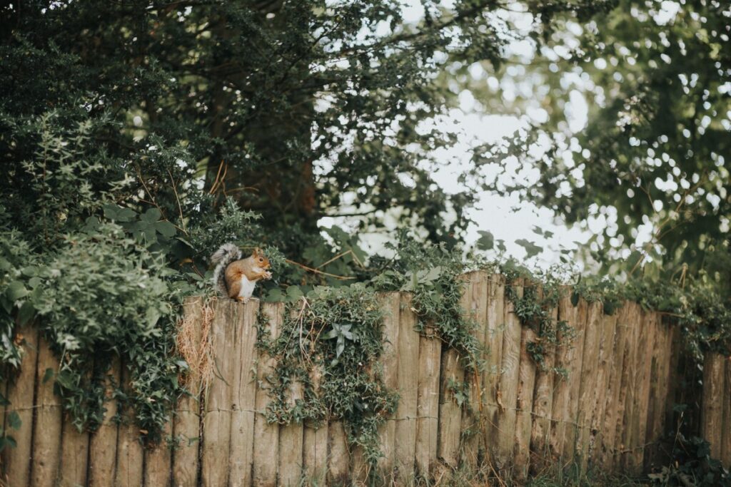Gartenzaun mit Eichhörnchen