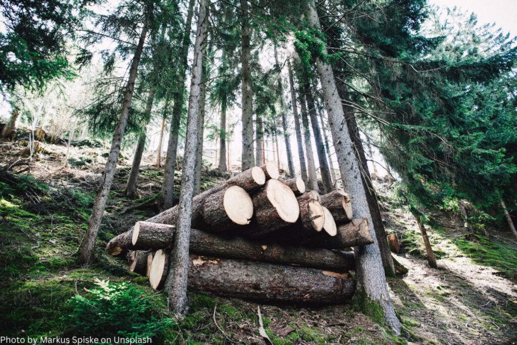 Gefällte Holzstämme im Wald