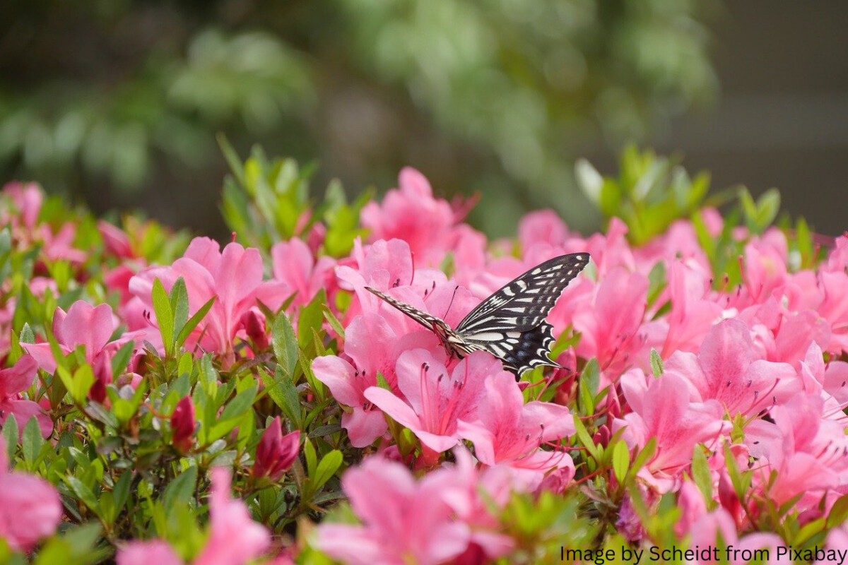 Schmetterling landet auf blütenreicher Pflanze