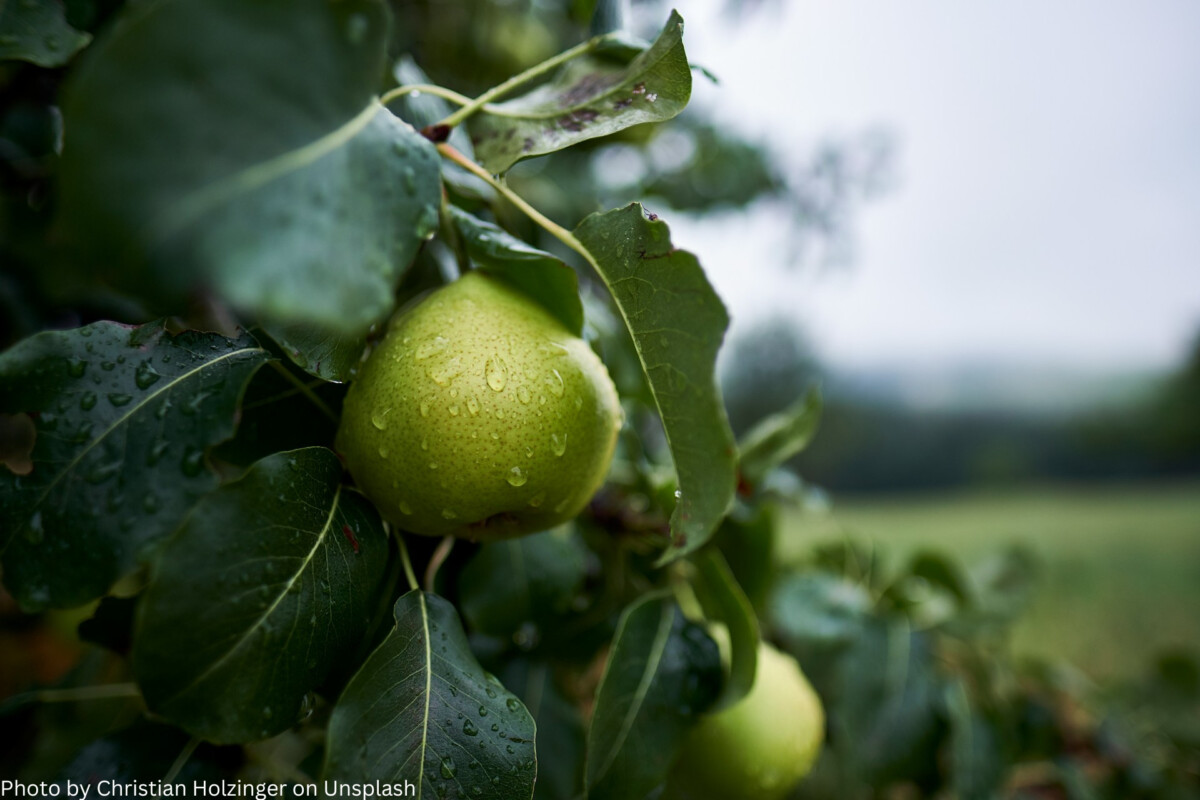 Grüne Äpfel an einem Apfelbaum