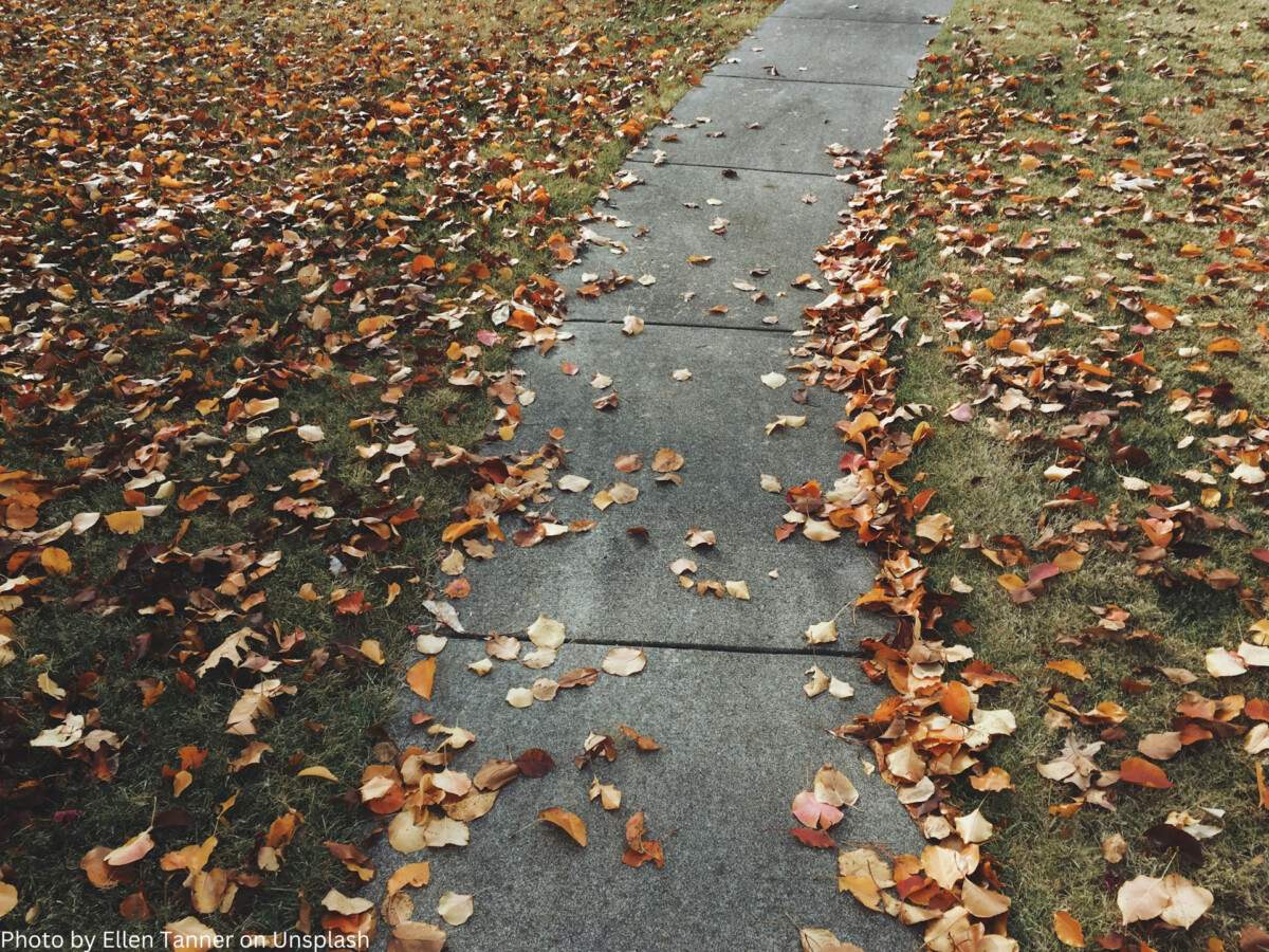 Rasen und Gehweg mit Laub