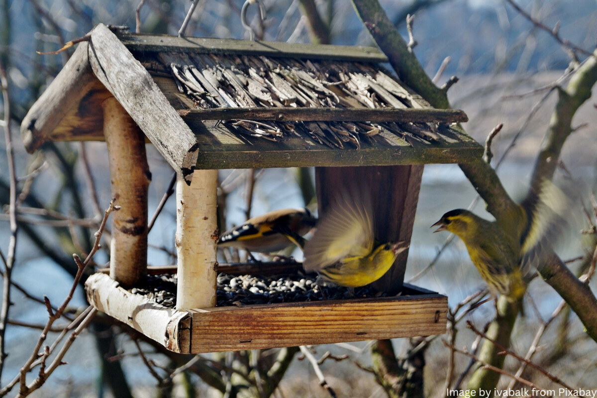 Drei Vögel in einem Futterhaus im Winter