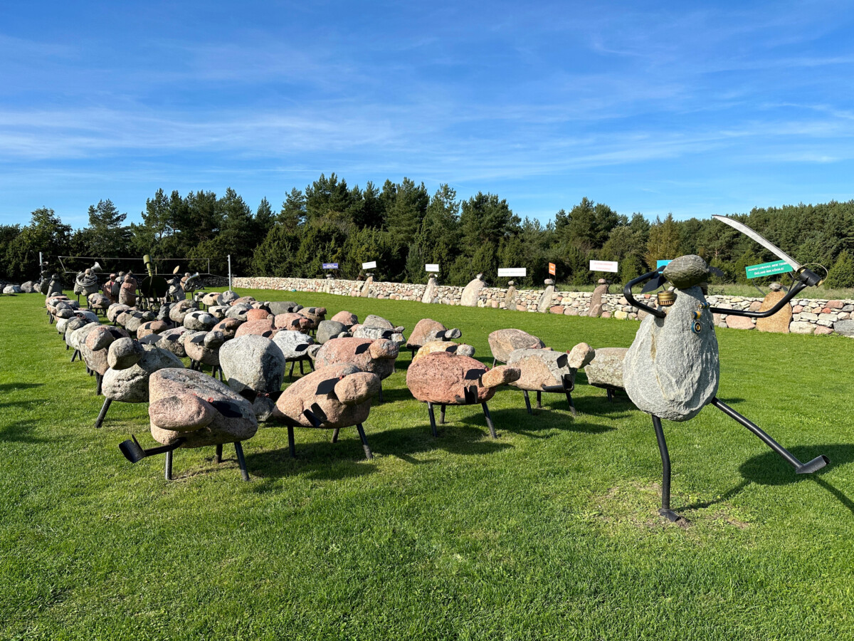 Steinschafparade auf grüner Wiese